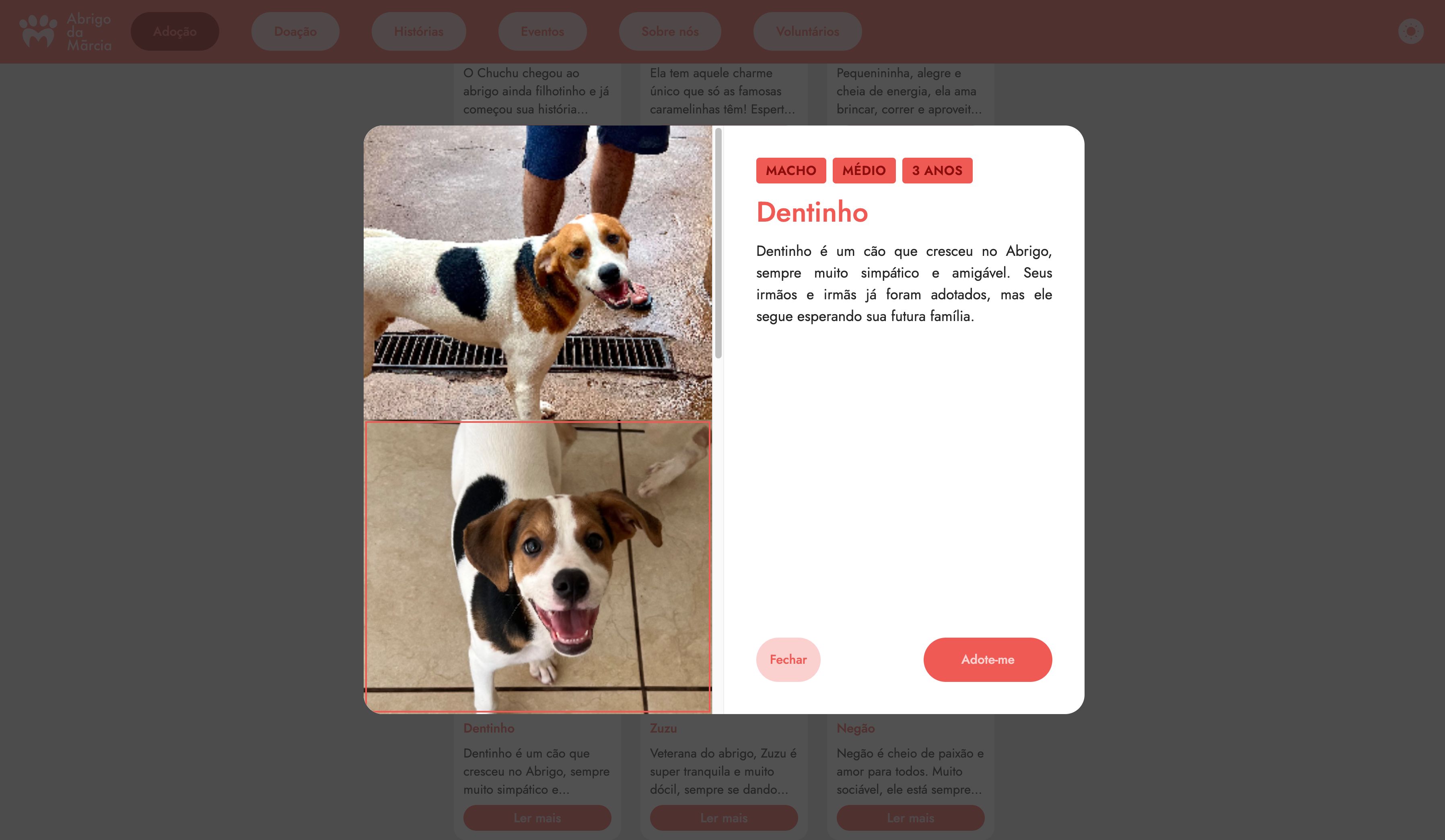 Cartões de cães disponíveis para adoção